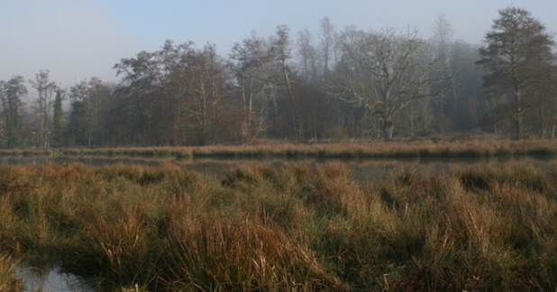 Shalford Water Meadows